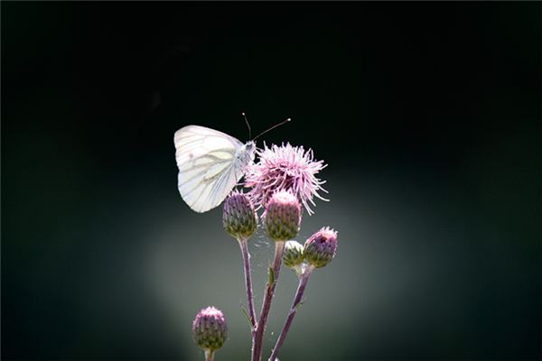 梦见两只白蝴蝶