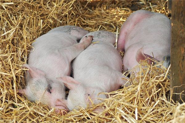 梦见三只小猪被杀