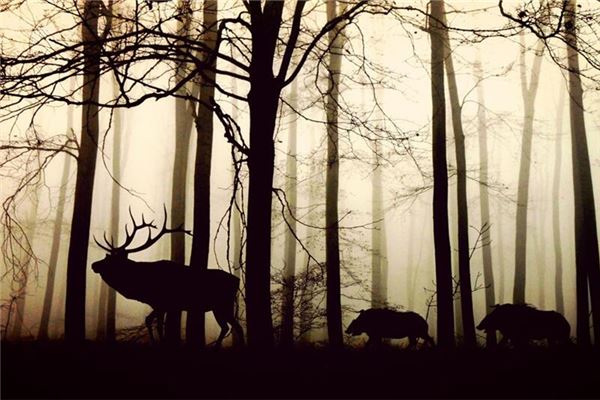 梦见森林有很多动物