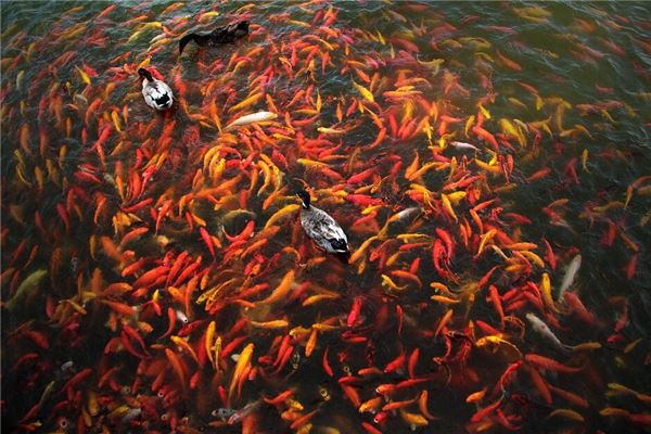 梦见浅水湾好多红色的鱼儿
