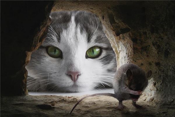 梦见猫抓老鼠