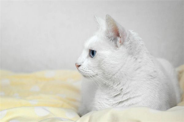 梦见温顺白猫
