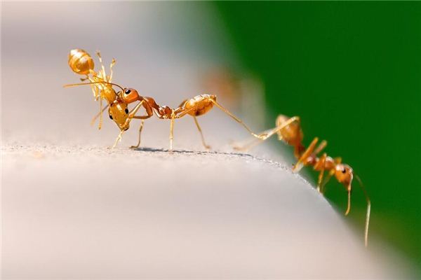 梦见蚂蚁打架