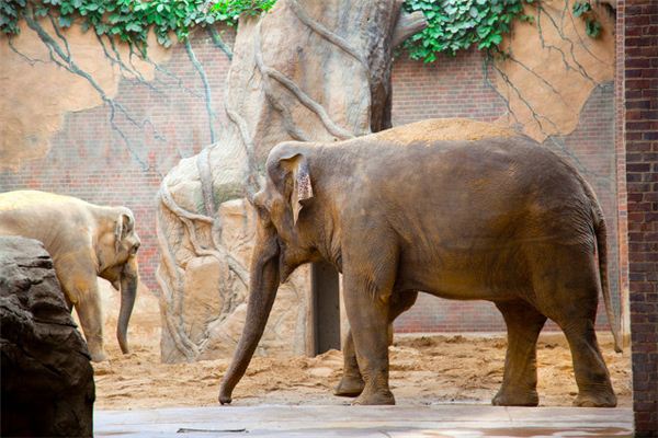 梦见大象和小象