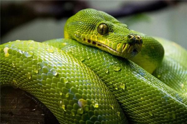 梦见一条绿色大蟒蛇