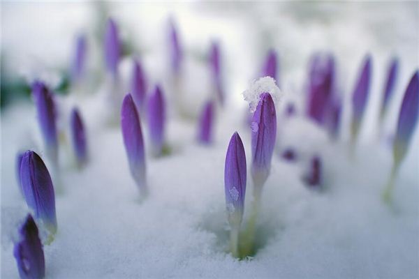 梦见看雪中开花