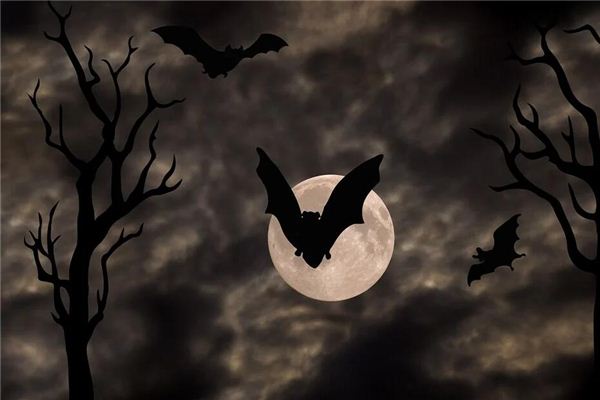 梦见一群蝙蝠在窗前