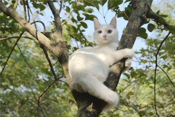 梦见猫爬上树