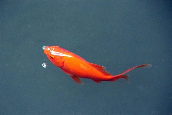 梦见红鲤鱼在水中蹦跳