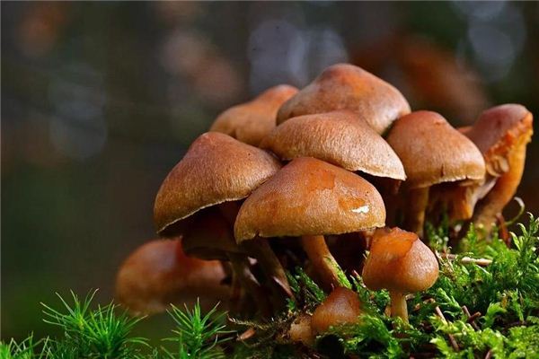 梦见种蘑菇
