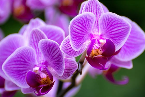 梦见很漂亮的紫花