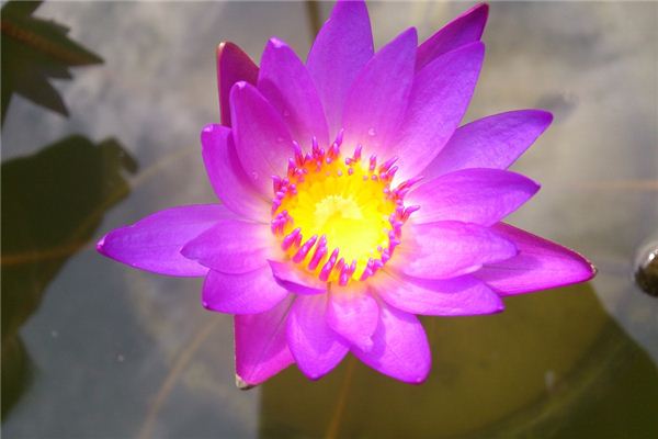 梦见水里有很多紫花