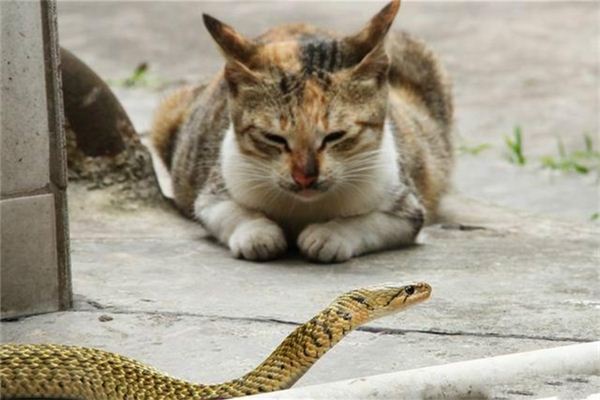 梦见猫吃蛇