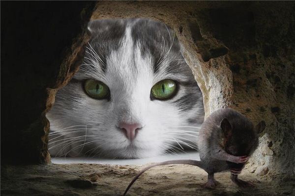 梦见老鼠碰见猫