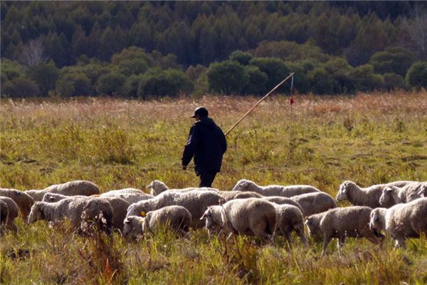 梦见牧羊人放羊人