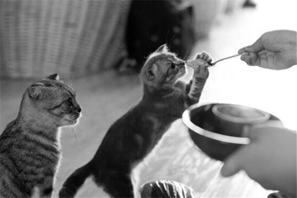 梦见猫吃咸菜