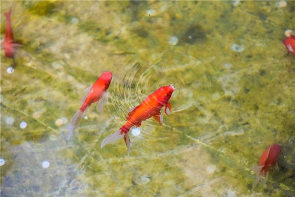 梦见红鲤鱼在水里跳