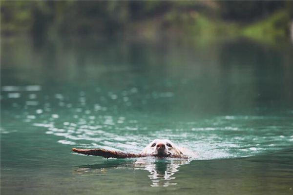 梦见狗掉到水里