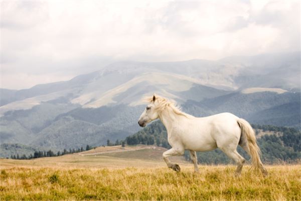 梦见白马奔跑