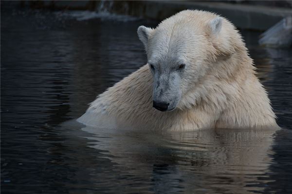 梦见北极熊掉水里