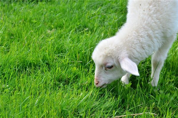 梦见小羊吃草