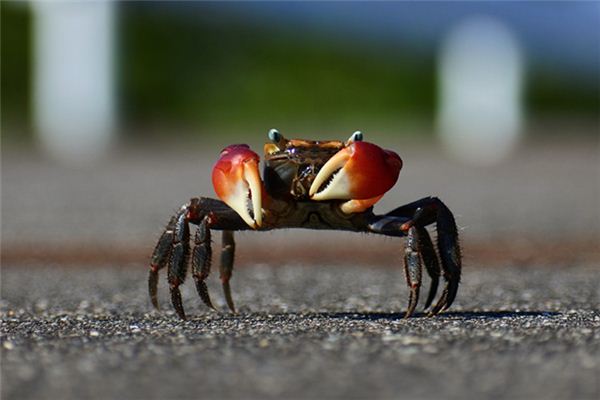 梦见螃蟹吃东西