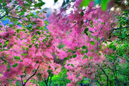 梦见树上开粉色的花