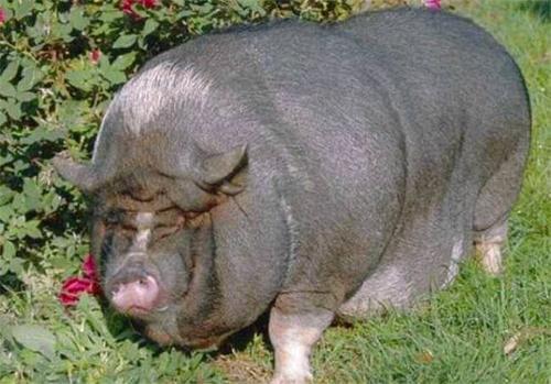 梦见一群胖胖的猪