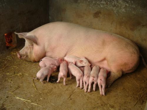 梦见母猪正在生小猪