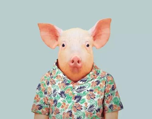 梦见猪穿衣服