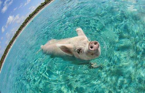 梦见小猪游泳