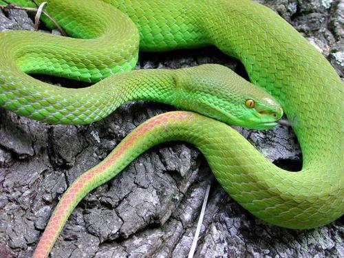 梦见一条很绿的蛇