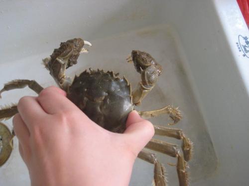 梦见螃蟹夹到我的手