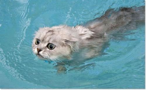 梦见猫溺水