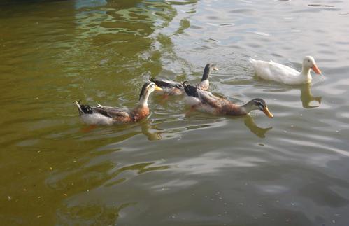 梦见鸭子在水中游动