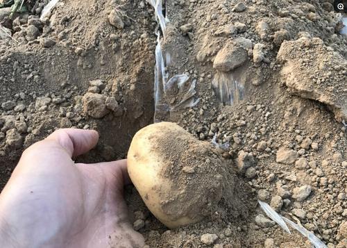 梦见在地里挖土豆