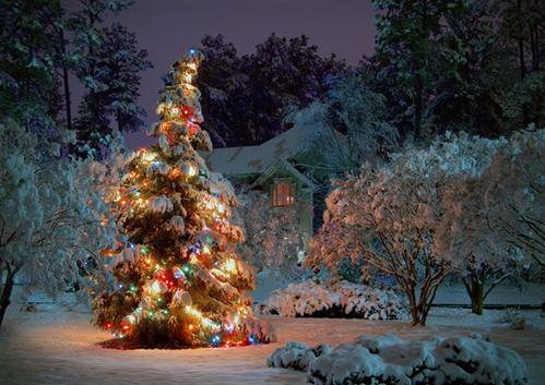 梦见圣诞树