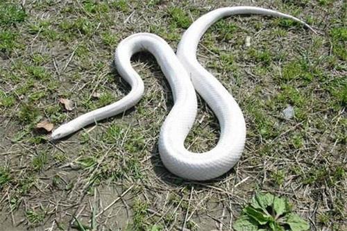 梦见一条大白蛇