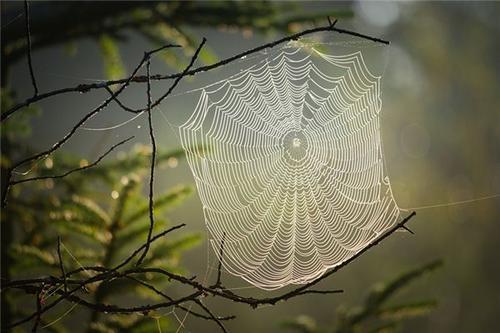 梦见家里有蜘蛛网