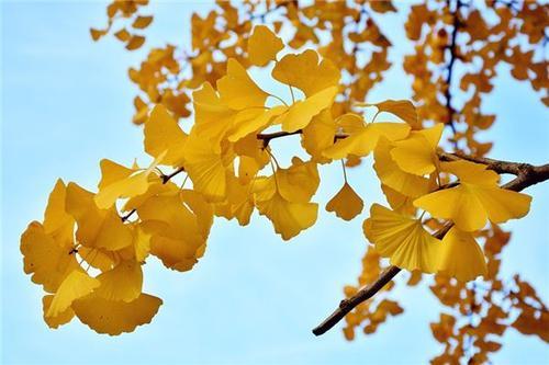 梦见树叶黄了
