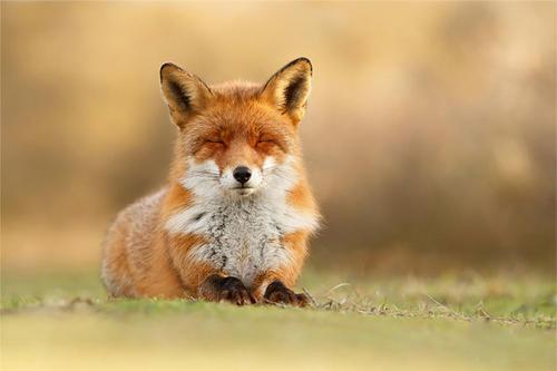 梦见可爱的小狐狸