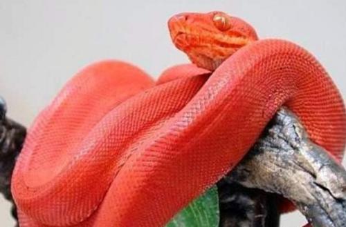 梦见一条红色大蟒蛇