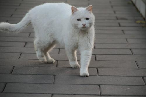 梦见一只大白猫