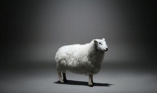 梦见一只羊