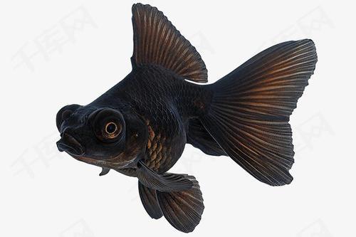梦见黑色的鱼