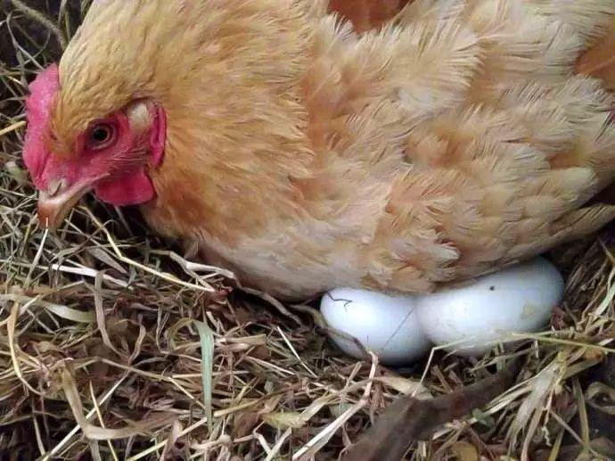 梦见鸡和鸡蛋