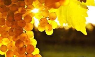 梦见金色的葡萄