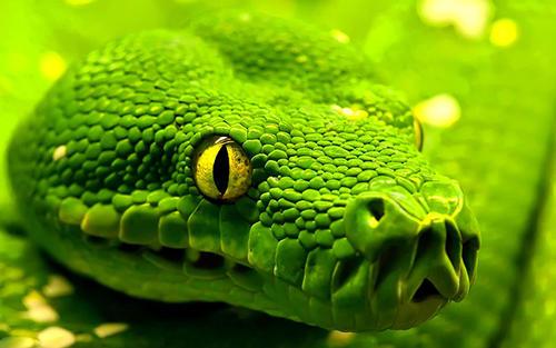 梦见很细小的绿蛇