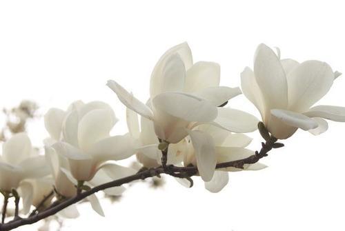 梦见白色的鲜花
