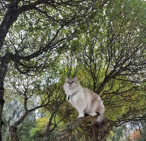 梦见猫爬树